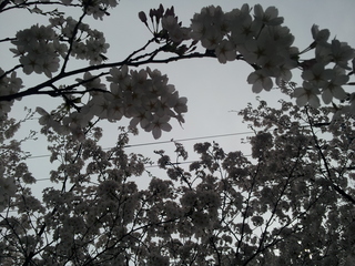 20120416_114733.jpg
